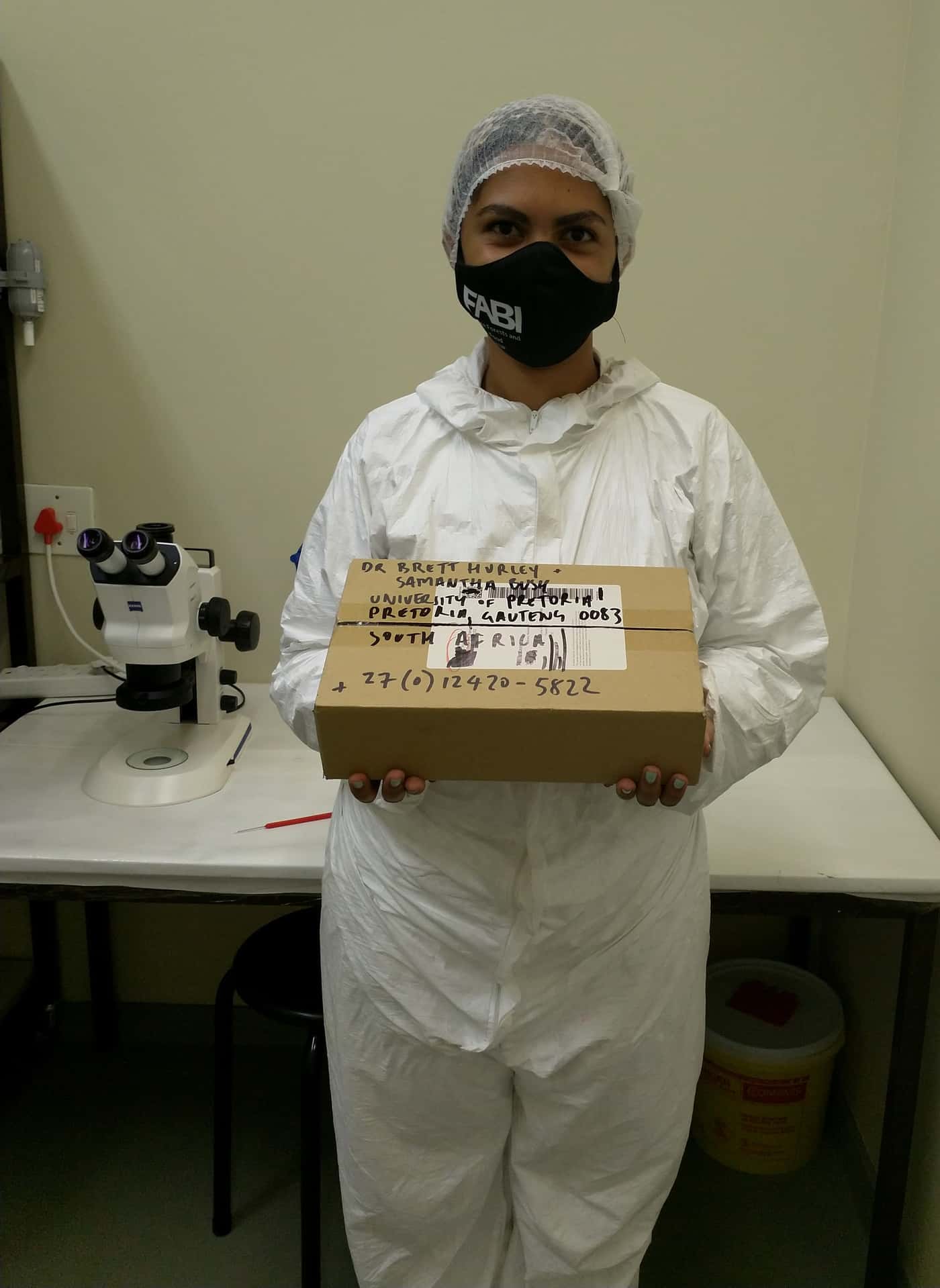 Arrival of parasitoid wasps from Australia