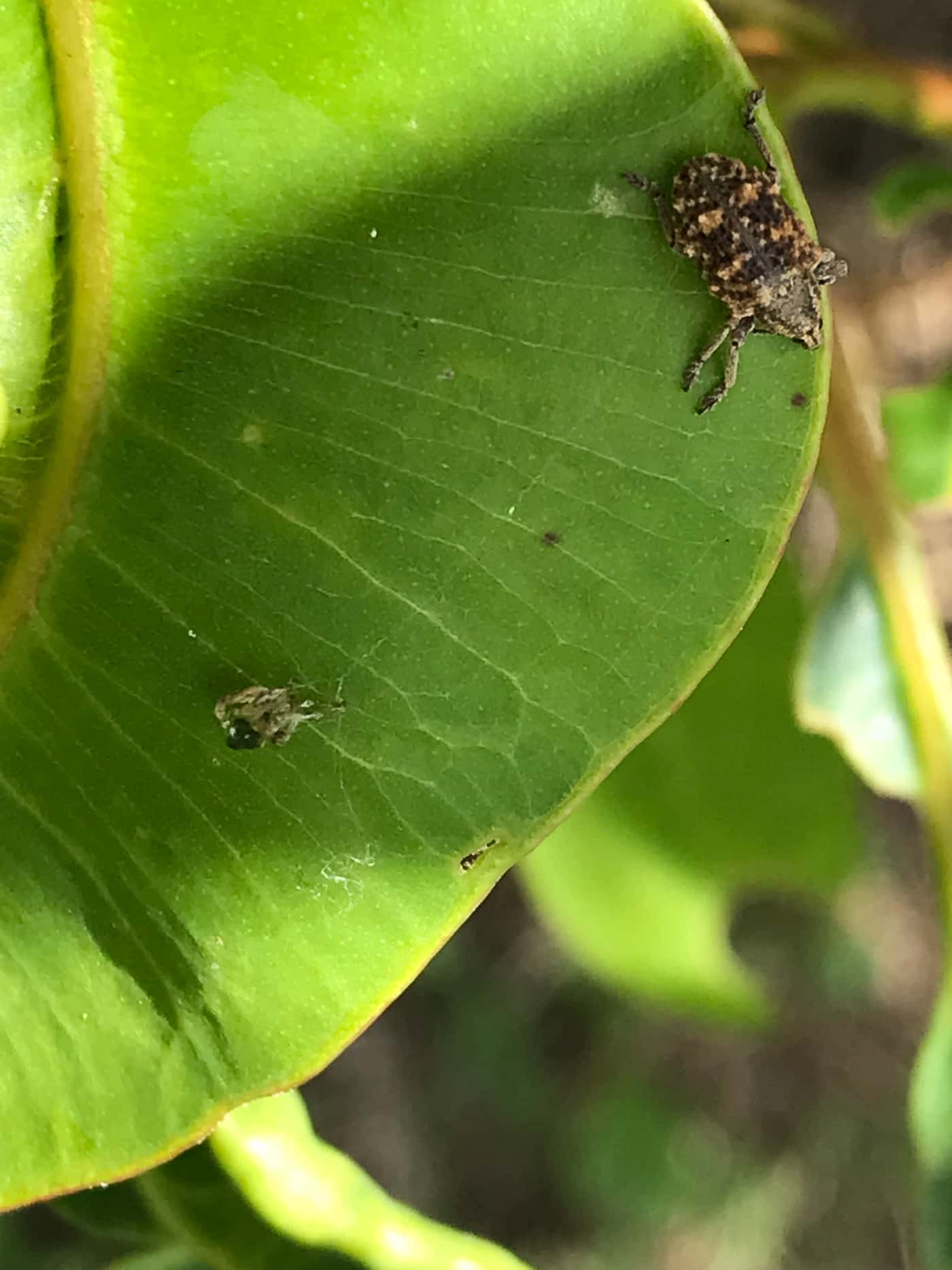 Arrival of parasitoid wasps from Australia