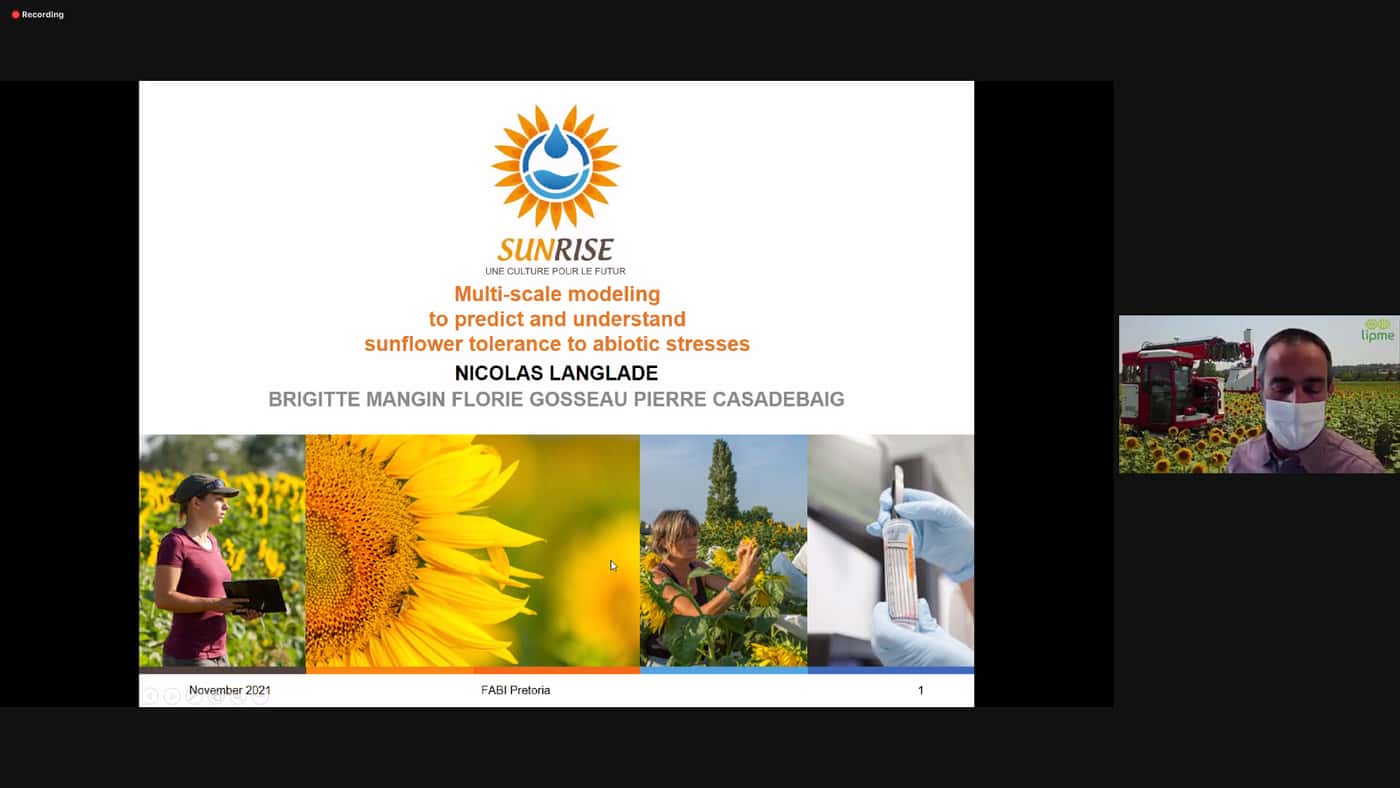 Sunflowers the topic at the last FABI International Seminar in 2021