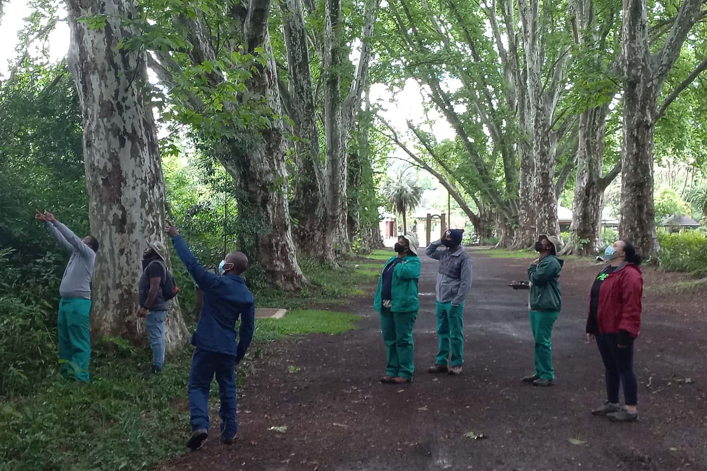SANBI-funded Sentinel Plant Project establishes a PSHB monitoring system at the KZN National Botanic