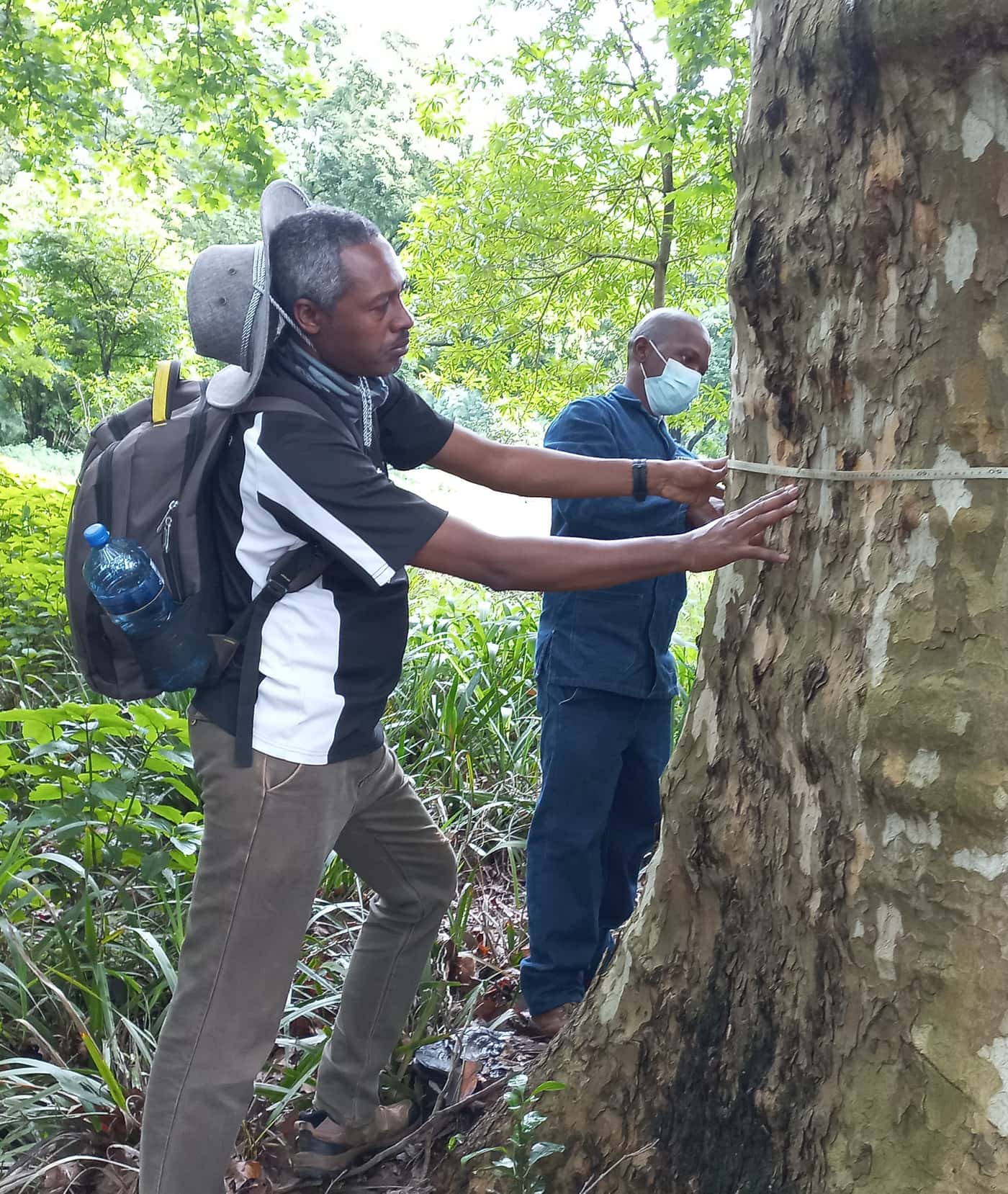 SANBI-funded Sentinel Plant Project establishes a PSHB monitoring system at the KZN National Botanic
