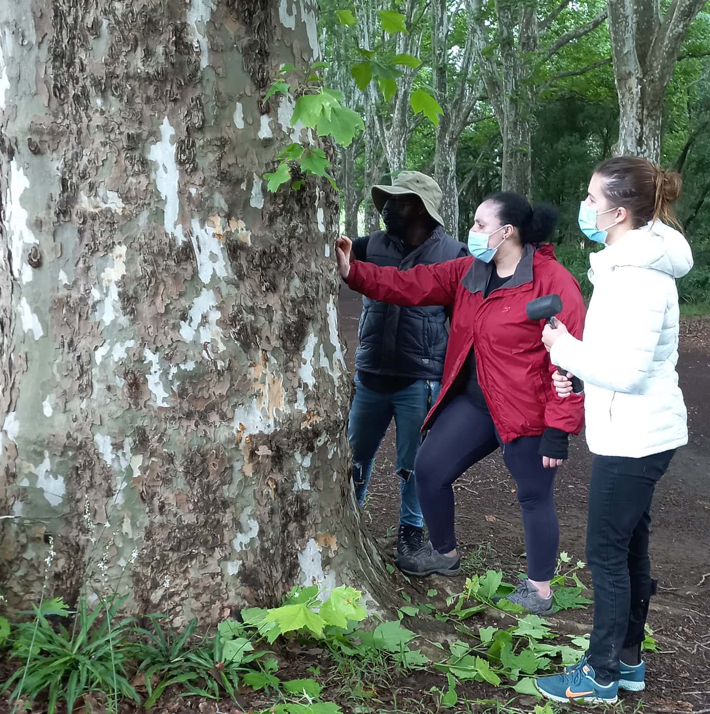 SANBI-funded Sentinel Plant Project establishes a PSHB monitoring system at the KZN National Botanic