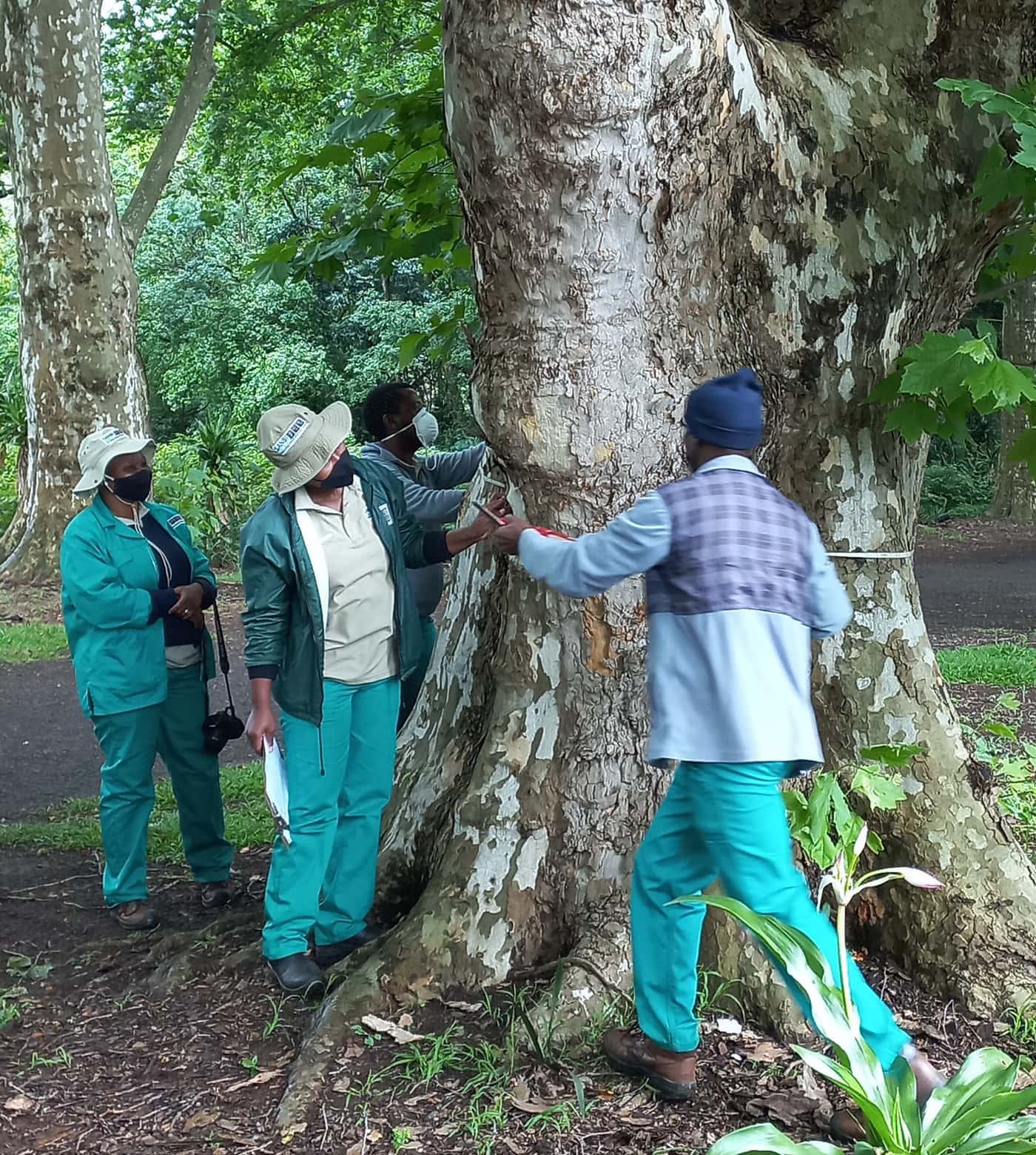 SANBI-funded Sentinel Plant Project establishes a PSHB monitoring system at the KZN National Botanic