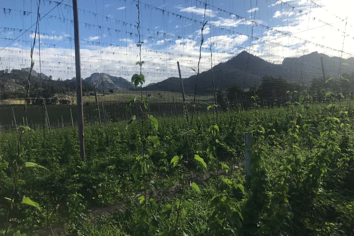 FABI researcher visits SAB hop farm