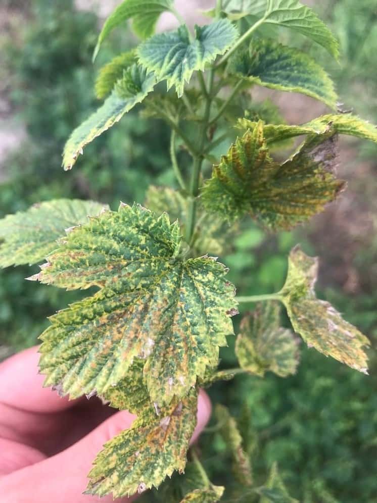 FABI researcher visits SAB hop farm