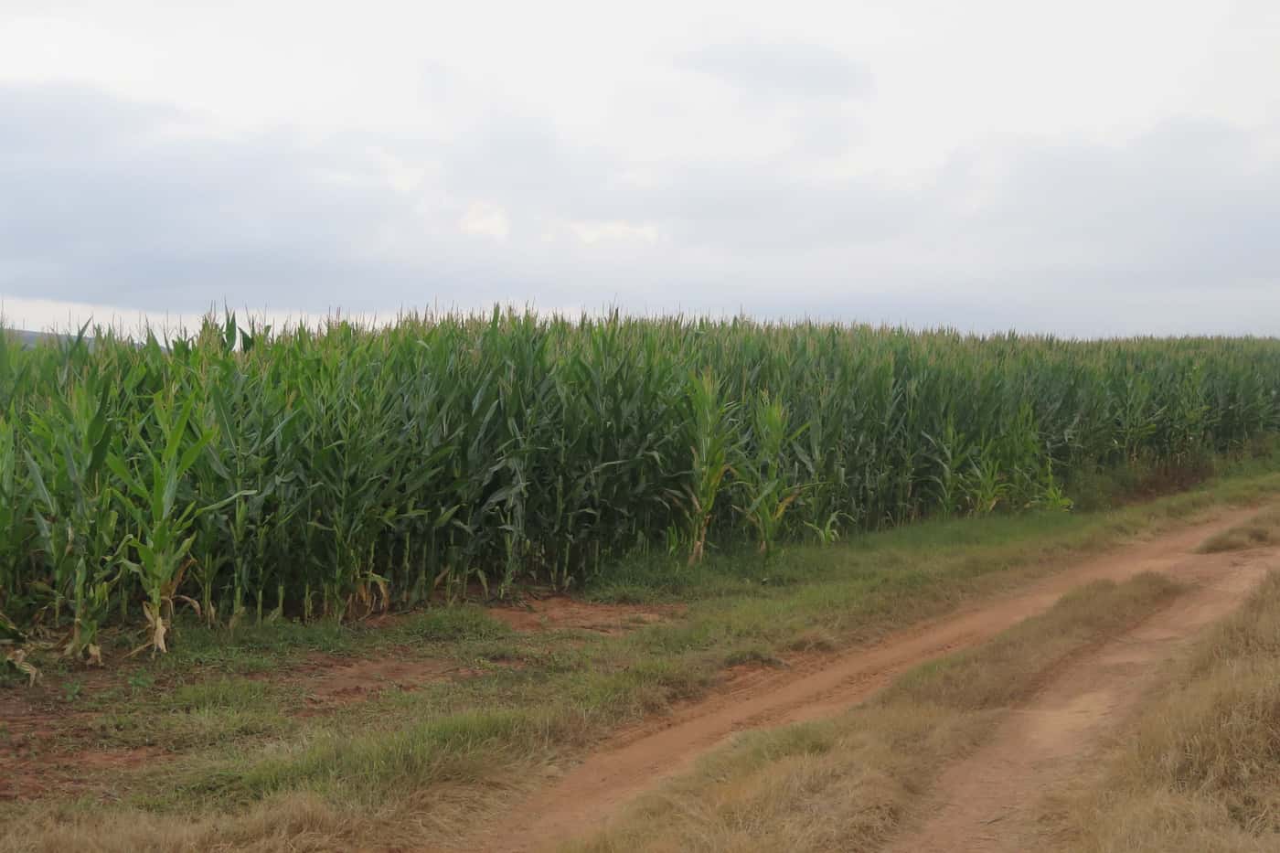 GRP kick-starts its national pest and diseases surveillance in Mpumalanga