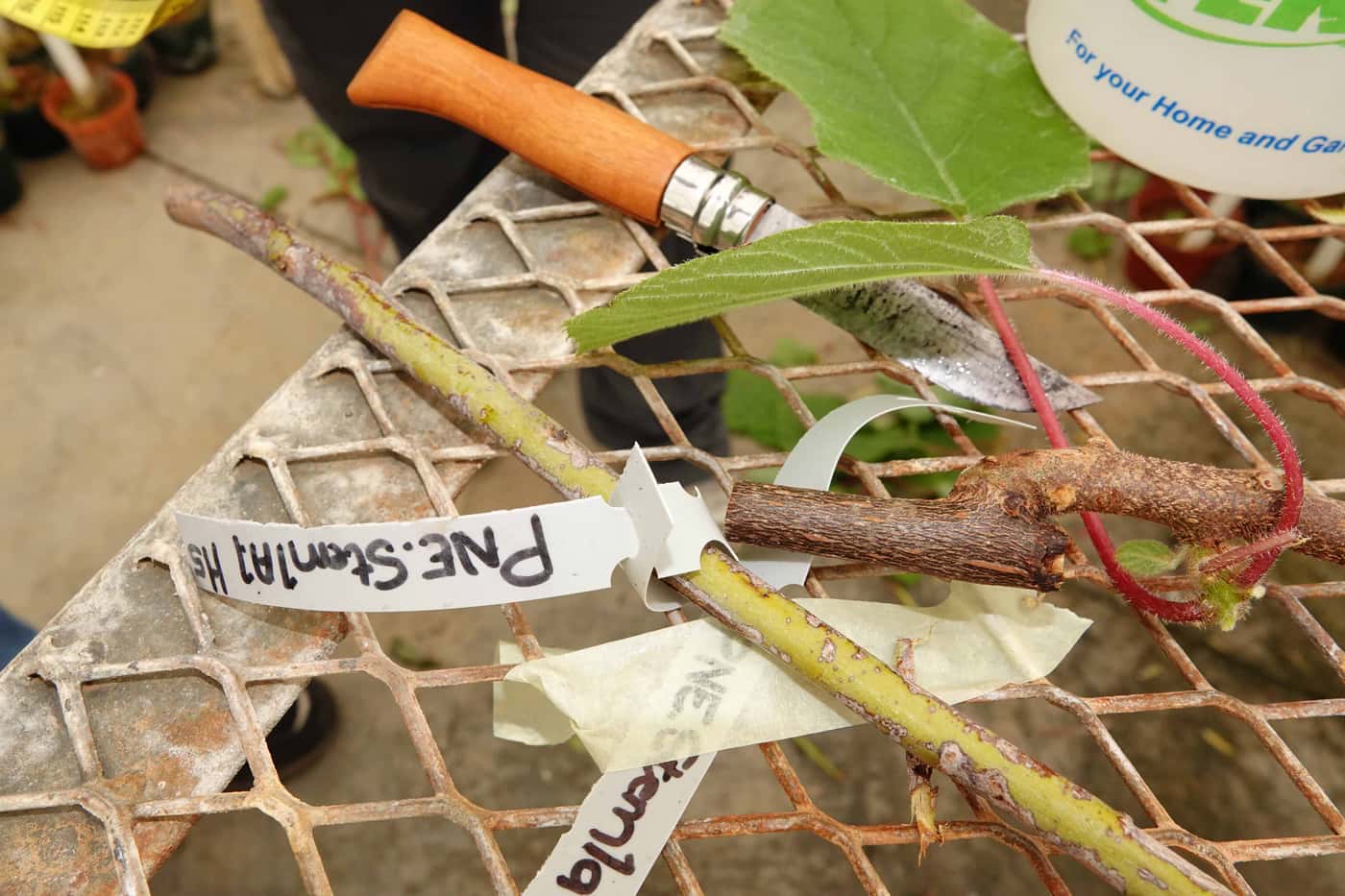 In pursuit of tolerance to Ceratocystis wilt on Kiwi