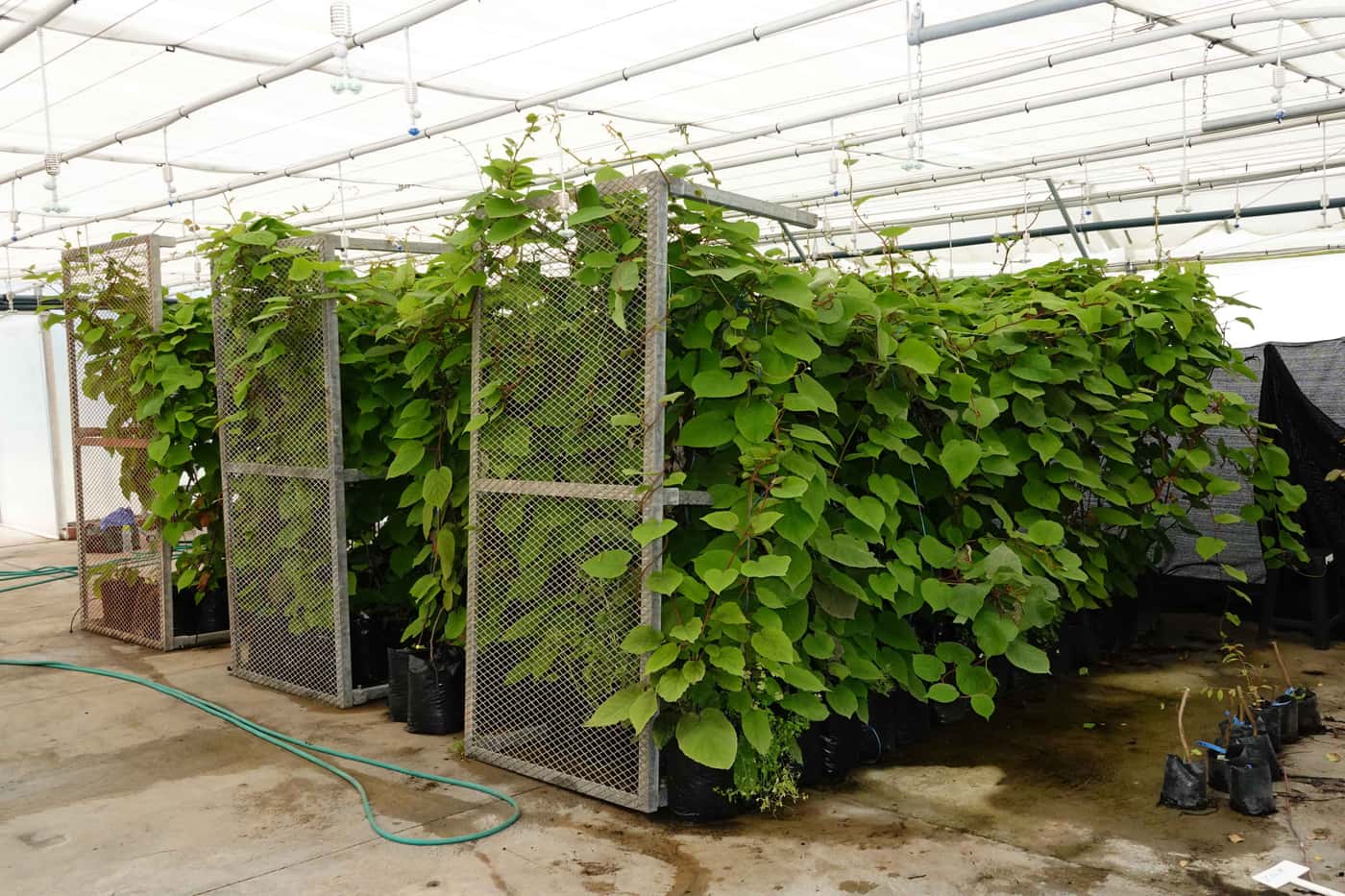 In pursuit of tolerance to Ceratocystis wilt on Kiwi