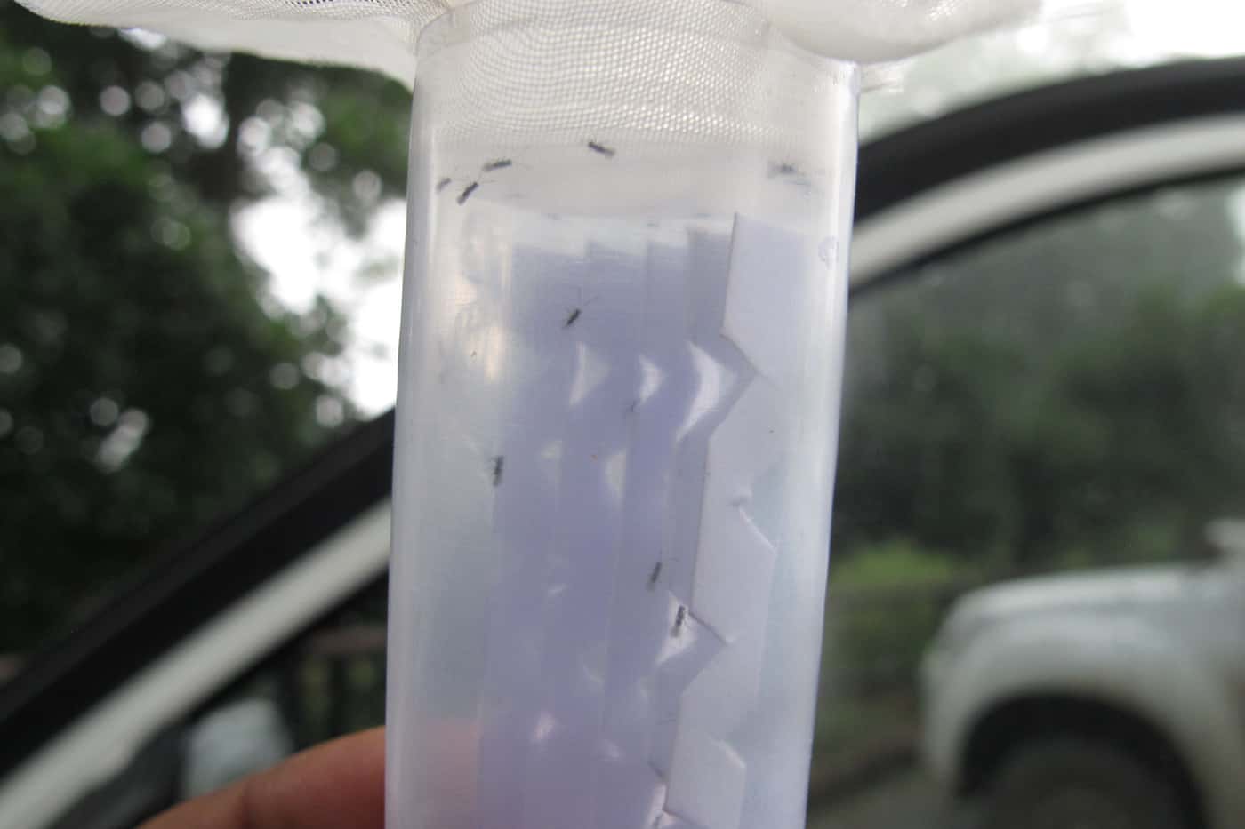 Release of new population of biocontrol agents to control <i>Gonipterus</i>