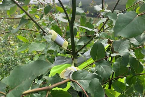 Release of new population of biocontrol agents to control <i>Gonipterus</i>