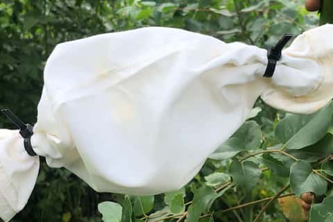 Release of new population of biocontrol agents to control <i>Gonipterus</i>