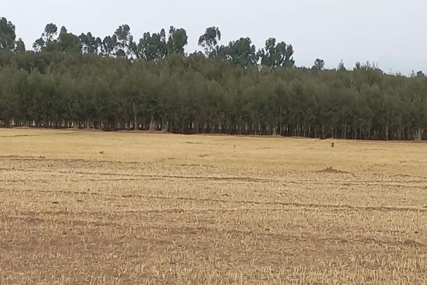 Survey of wattle pests and pathogens in Awi Zone, Ethiopia