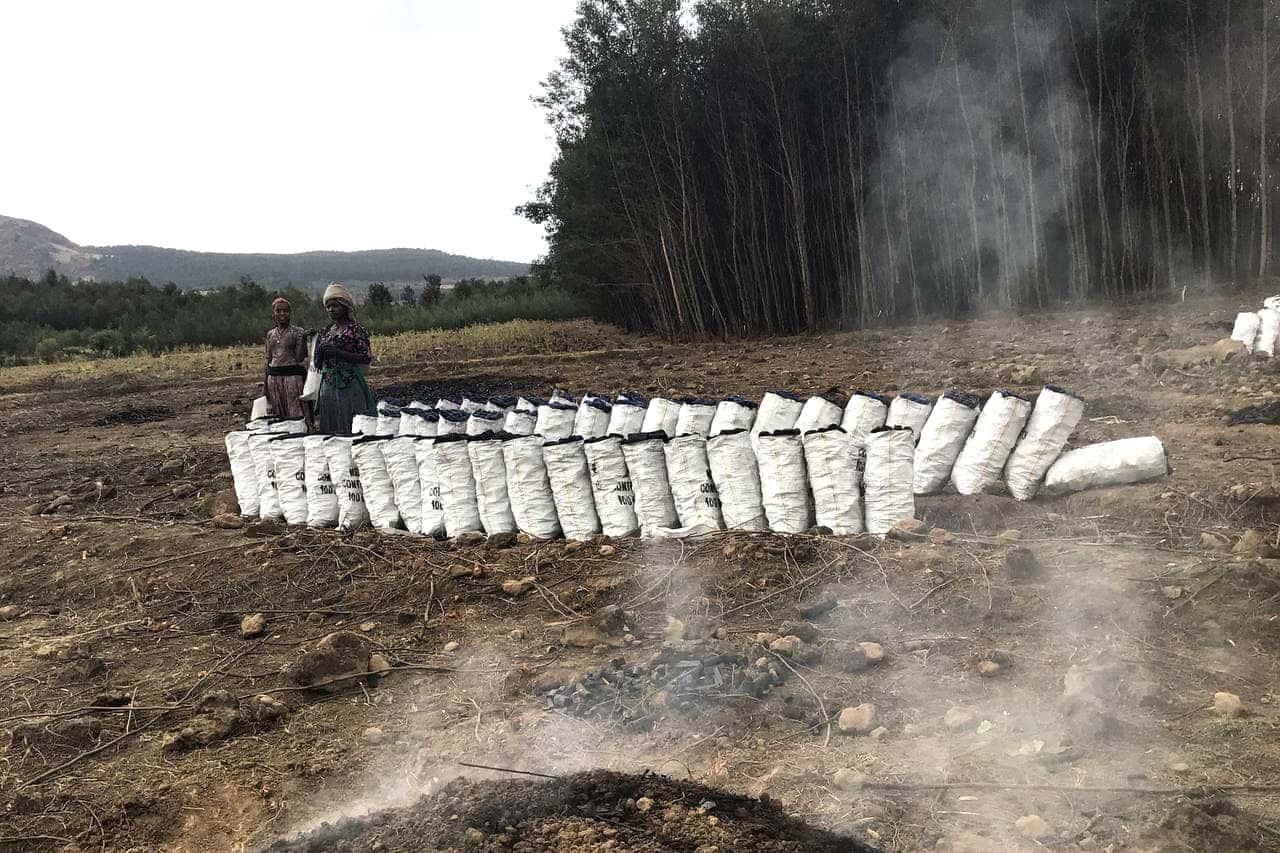 Survey of wattle pests and pathogens in Awi Zone, Ethiopia
