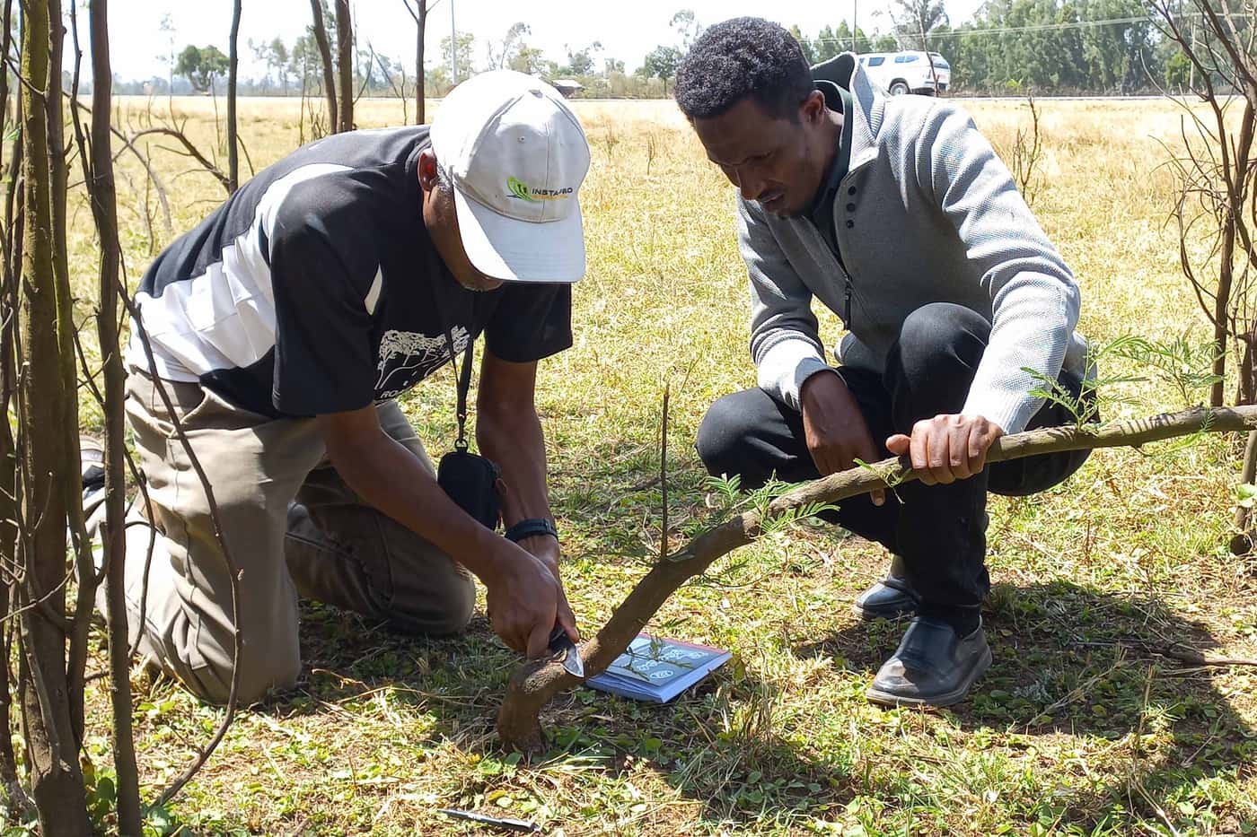 Survey of wattle pests and pathogens in Awi Zone, Ethiopia