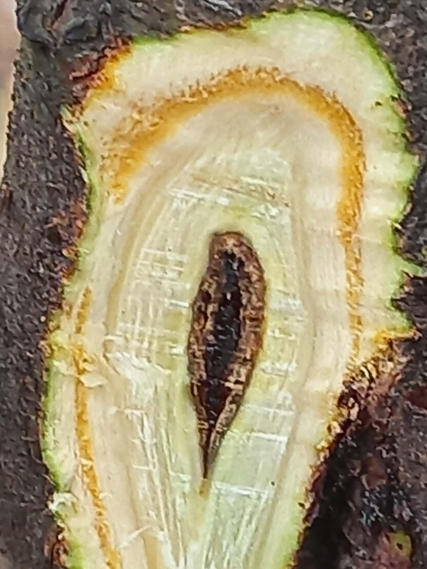 Survey of wattle pests and pathogens in Awi Zone, Ethiopia