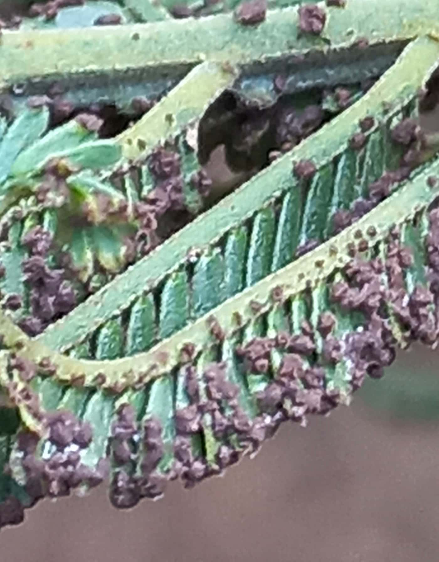 Survey of wattle pests and pathogens in Awi Zone, Ethiopia