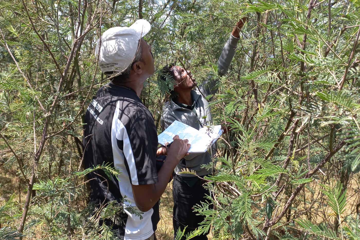Survey of wattle pests and pathogens in Awi Zone, Ethiopia