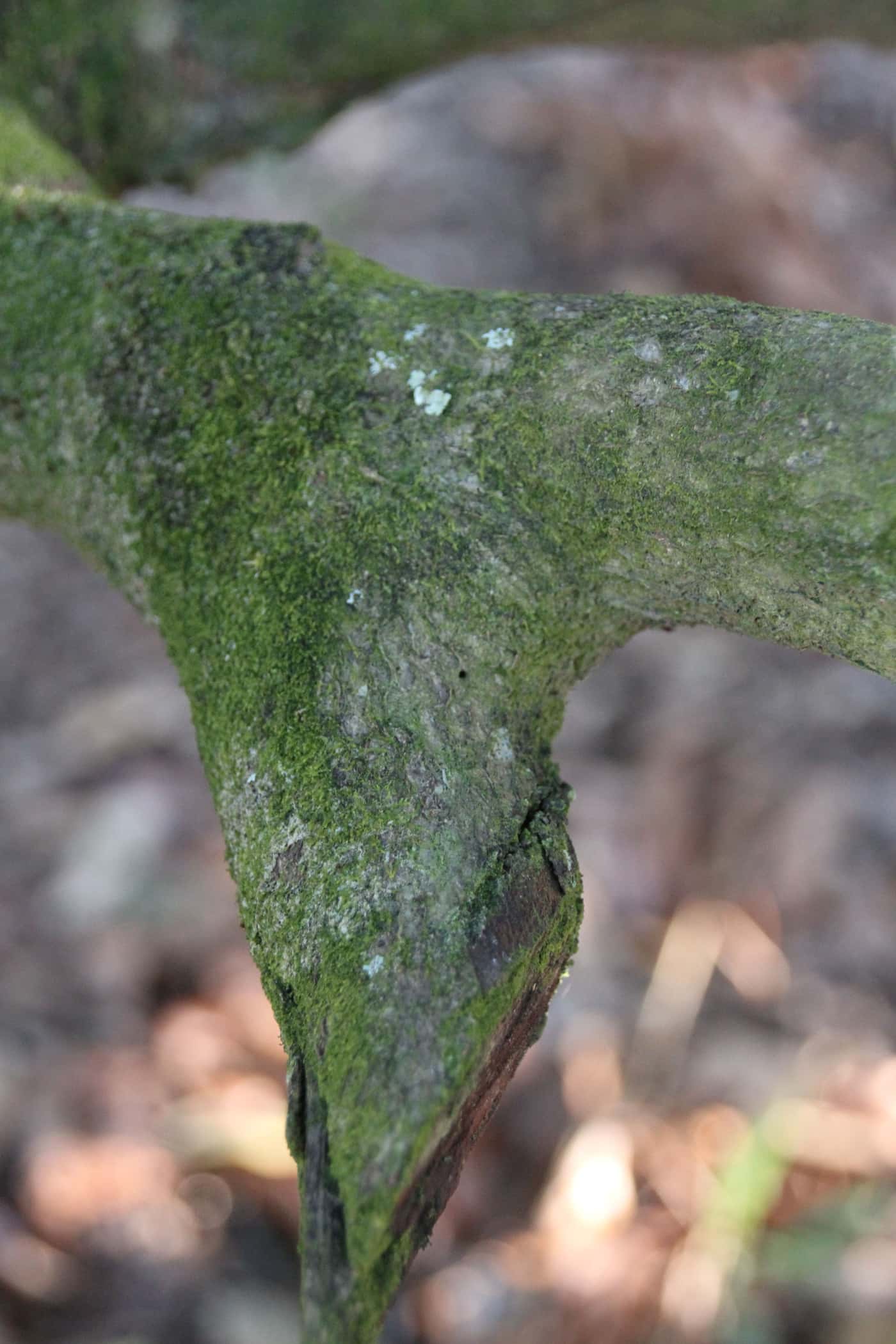 Beetles, bugs, and Mac trees