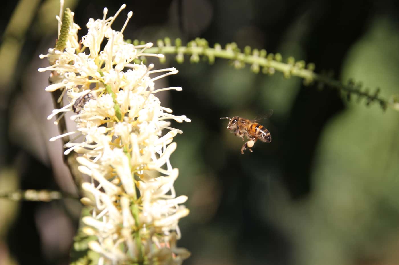 Beetles, bugs, and Mac trees