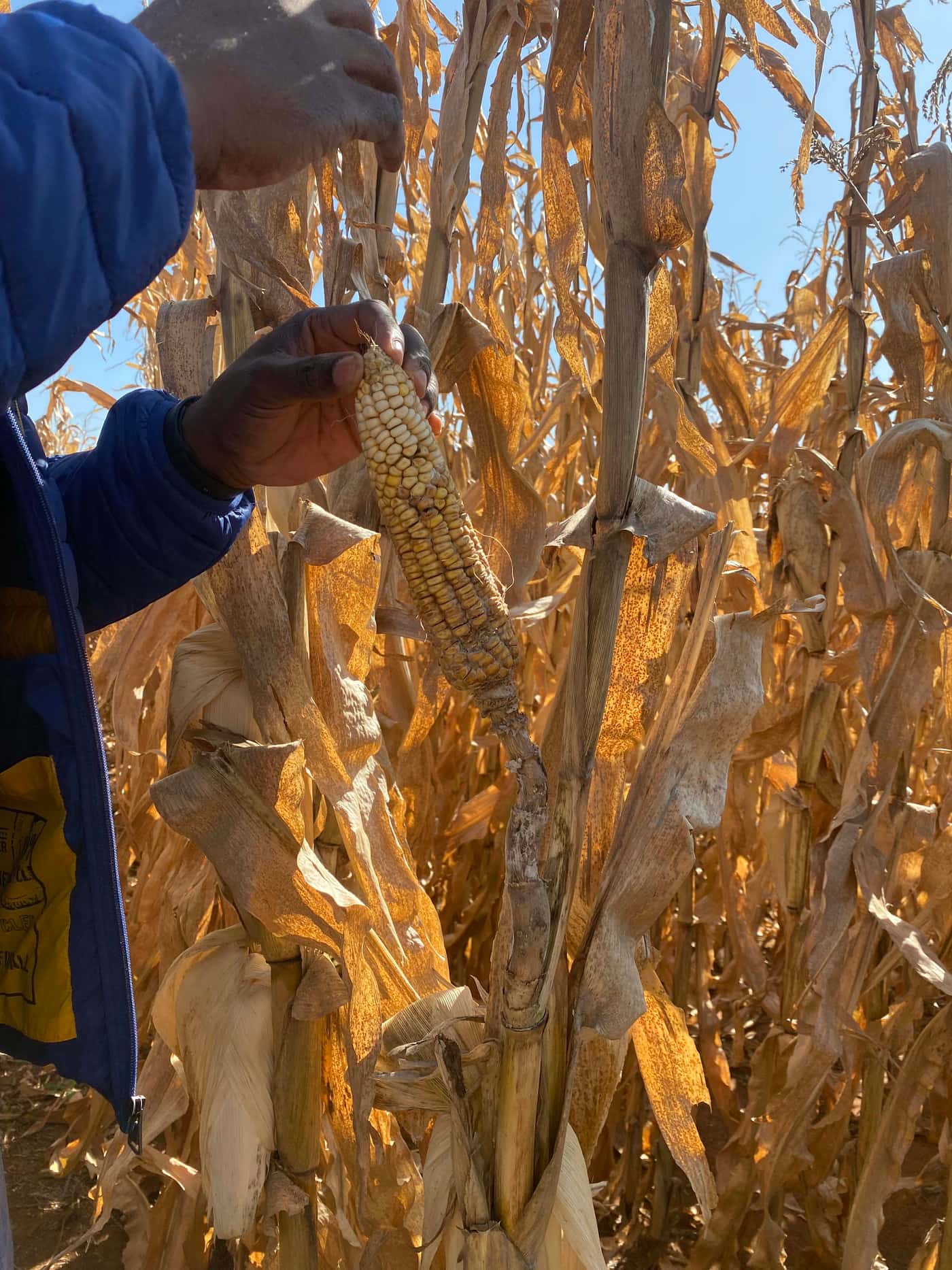 GRP team visits the Bayer Crop Science experimental farm