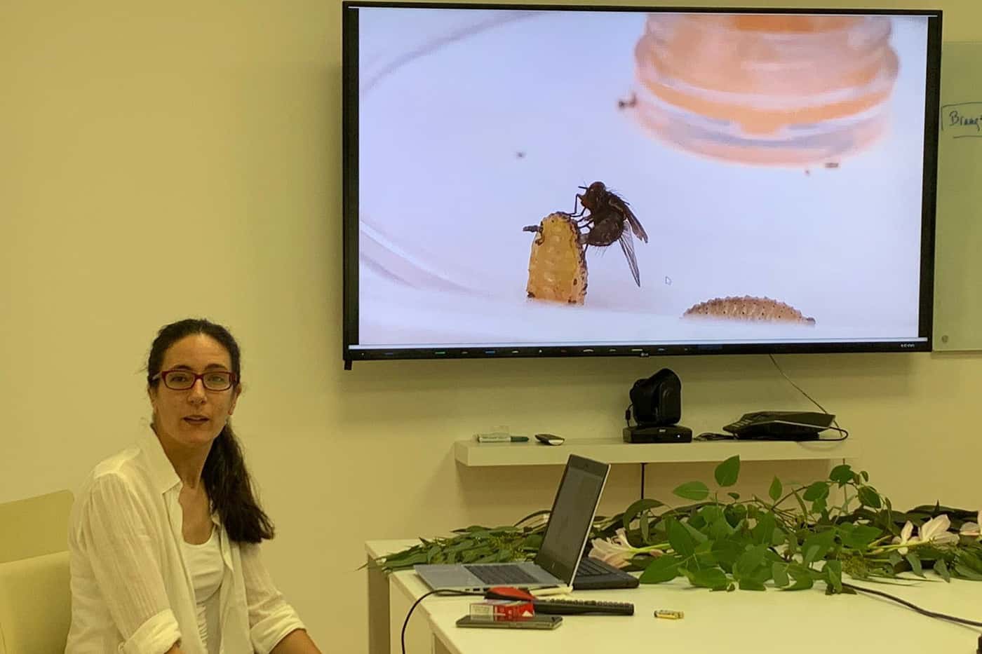 FABI imports <i>Anagonia</i> cf. <i>lasiophthalma</i>, potential biological control agent for <i>Gon