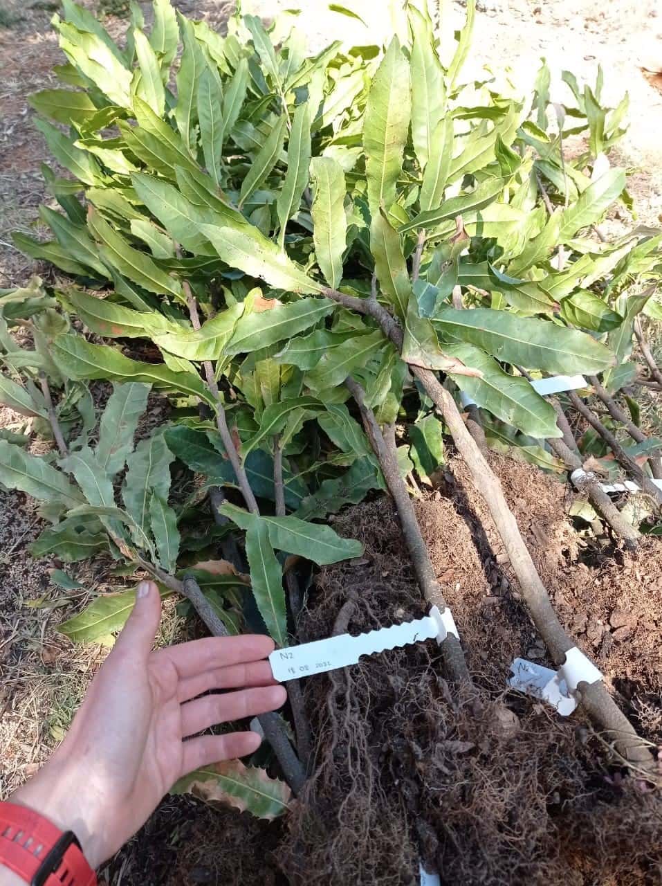 Macadamia spring planting!