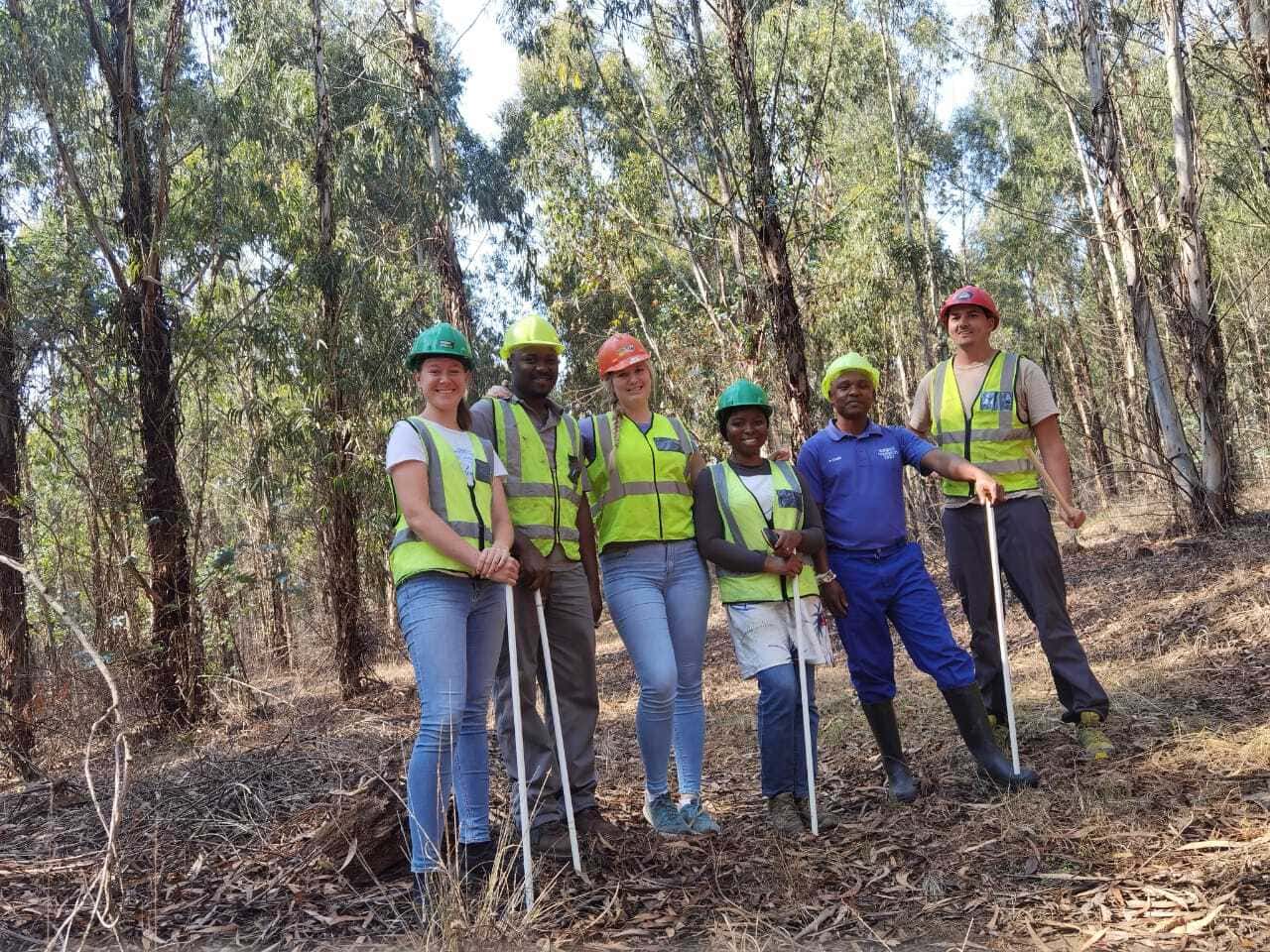 An international team behind a FABI-industry forest pest mating disruption trial
