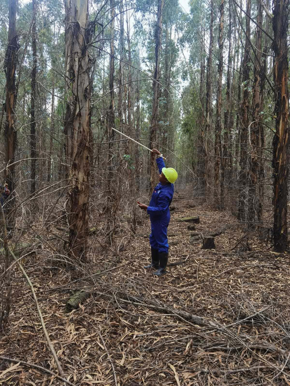 An international team behind a FABI-industry forest pest mating disruption trial