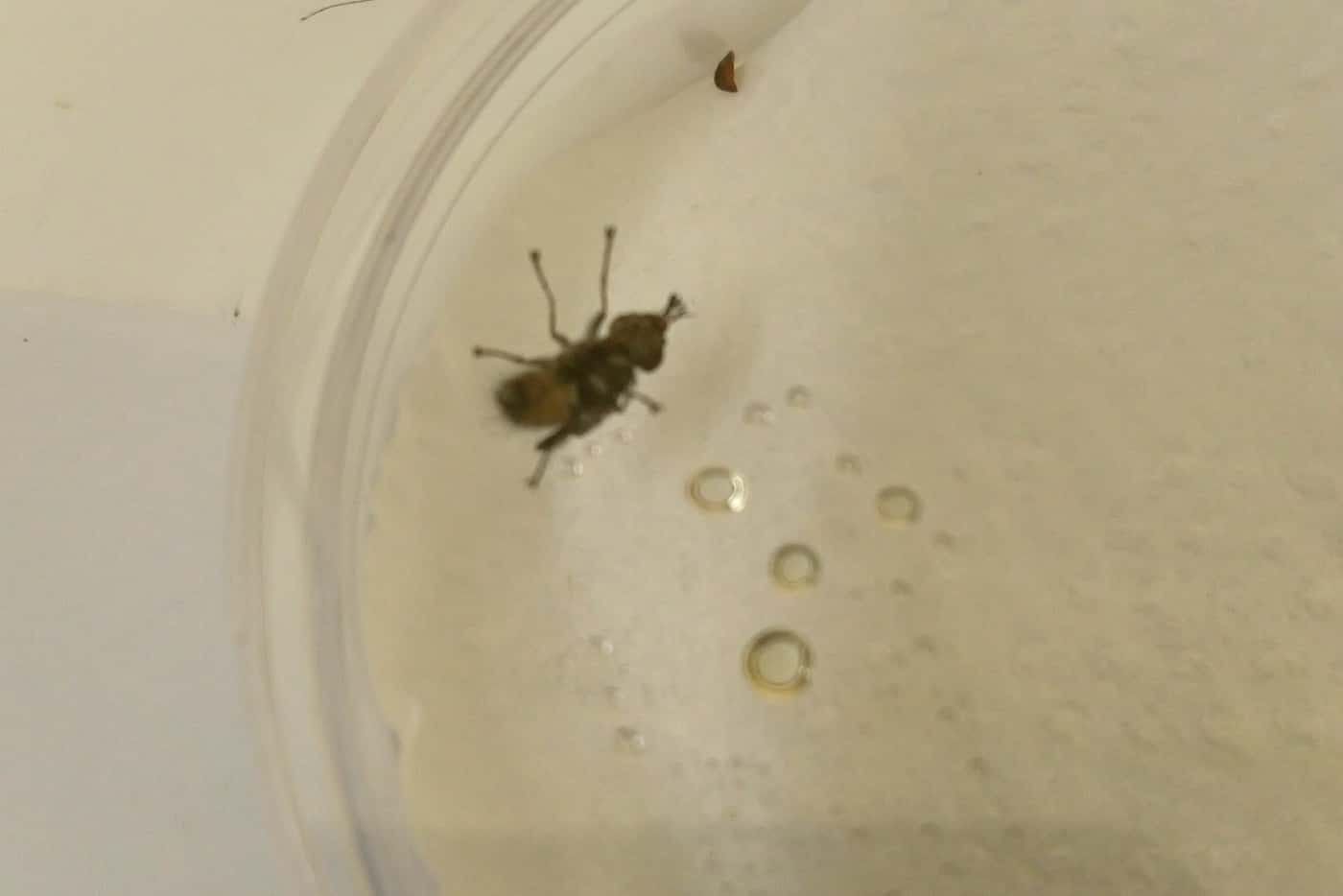 Exciting developments in efforts to test a new potential biocontrol agent for <i>Gonipterus</i> sp. 