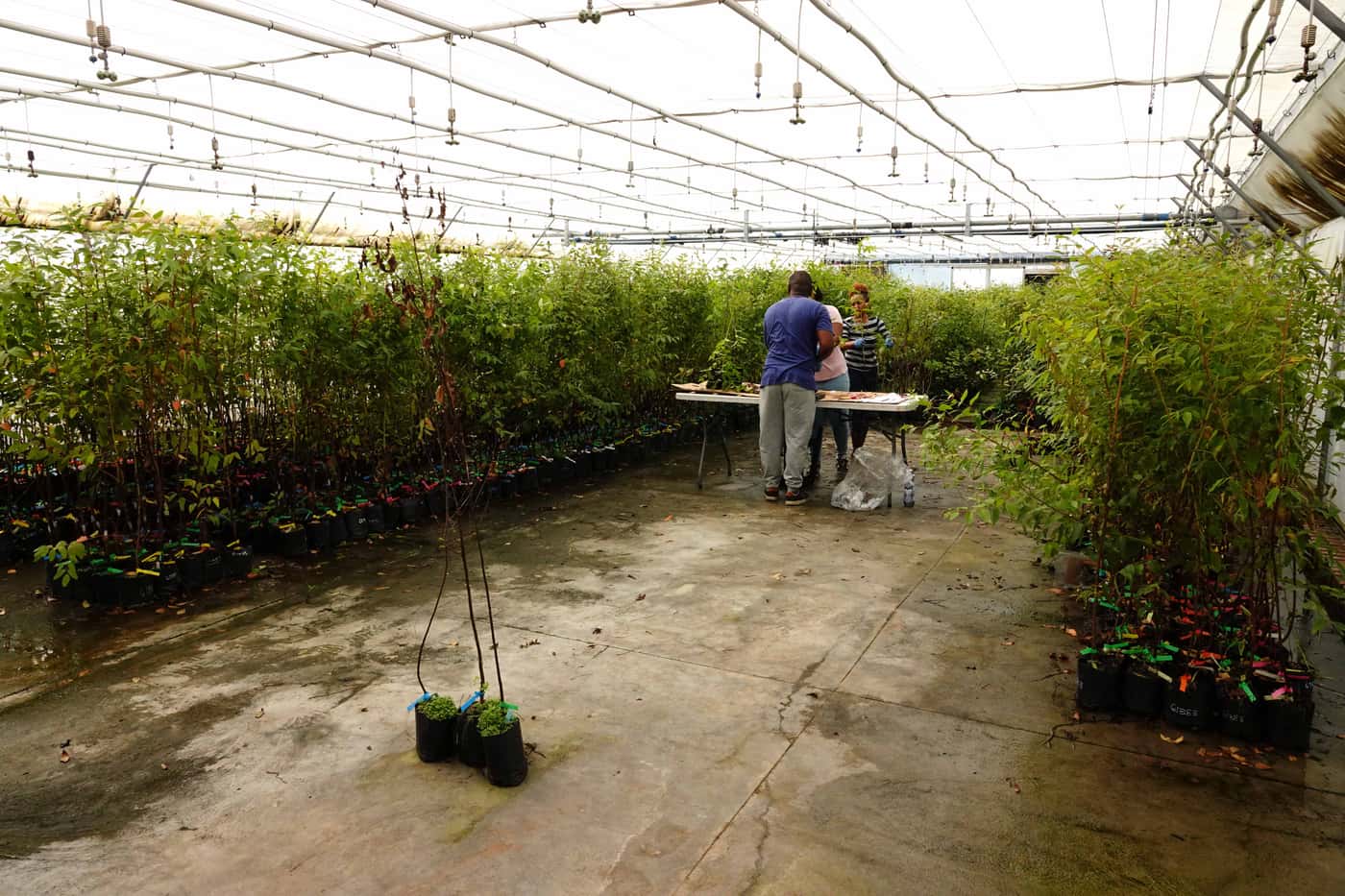 EPPI team undertakes a greenhouse inoculation trial
