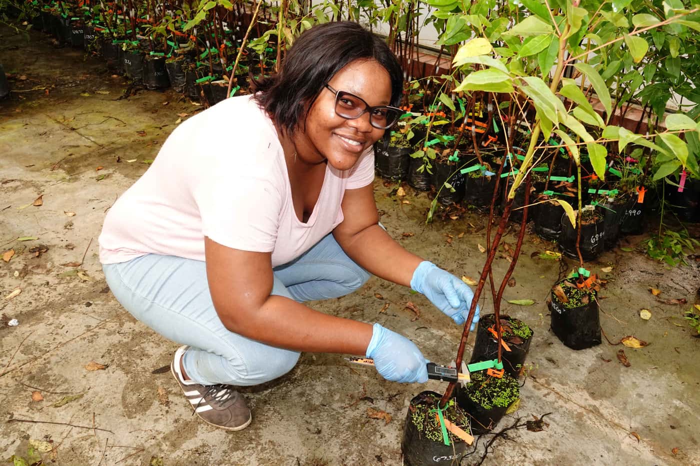 EPPI team undertakes a greenhouse inoculation trial
