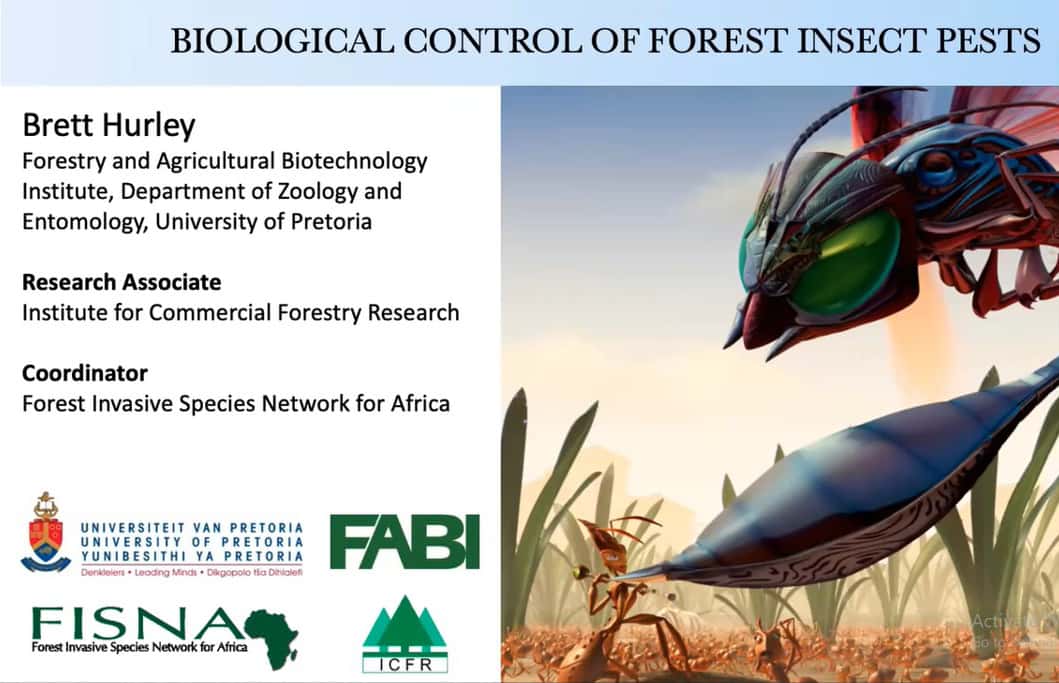 FABI co-hosts a webinar on forest invasive species in Africa