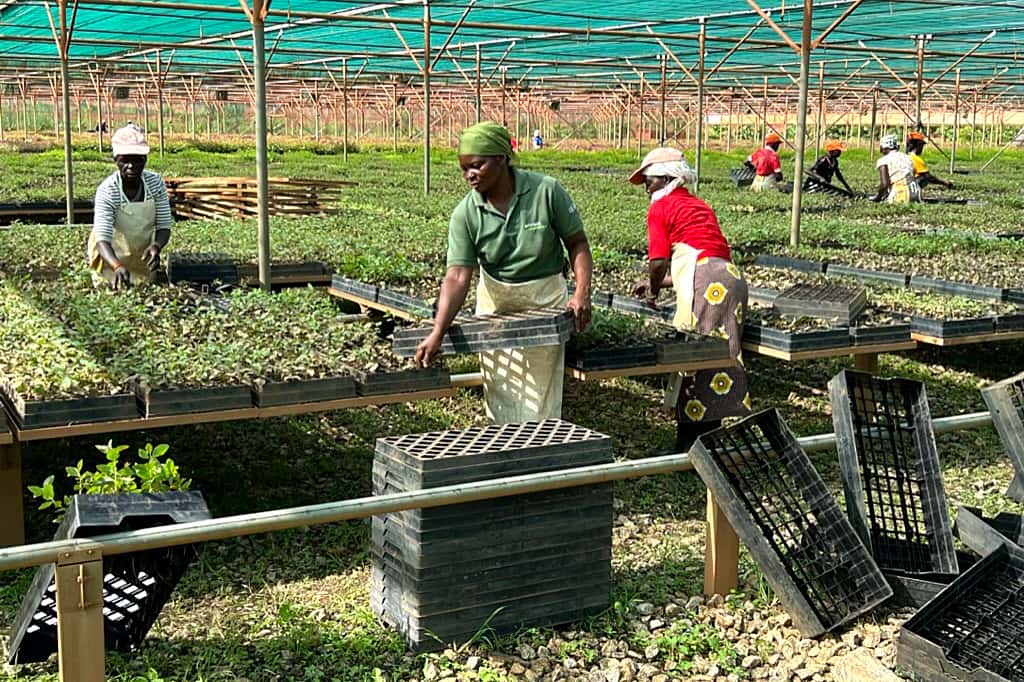 FABI researchers engage with Portucel Mozambique on a tree health program