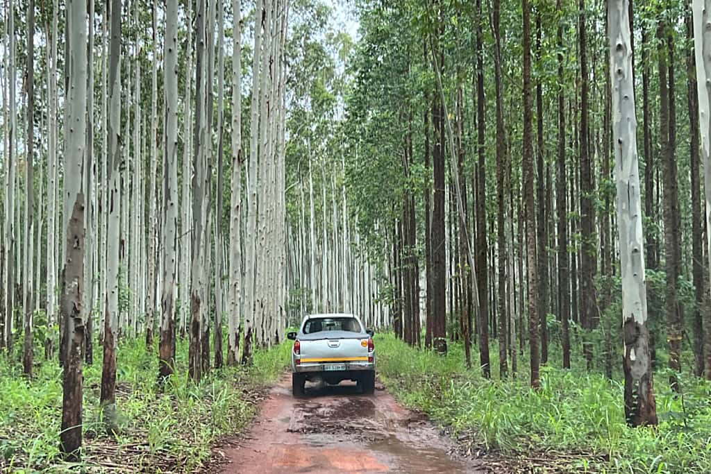 FABI researchers engage with Portucel Mozambique on a tree health program