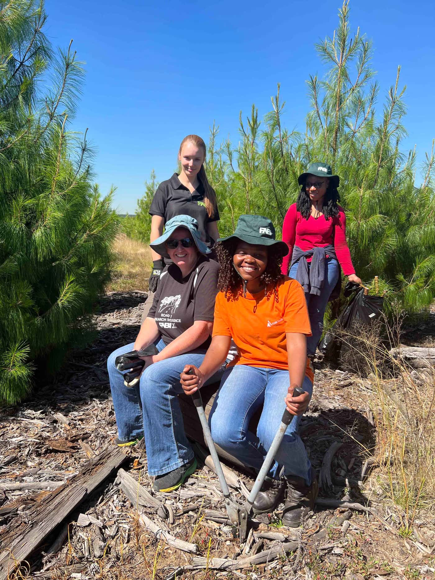 Pines for Pitch canker screening