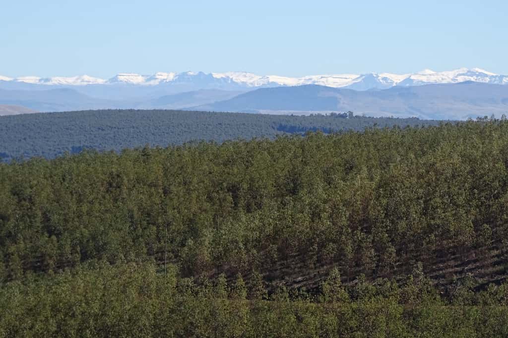 Implementing an integrated National Forest Protection Strategy for South Africa