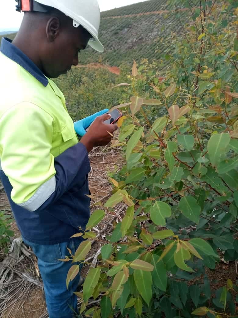 First steps to implement a National Forest Pest and Pathogen Surveillance strategy