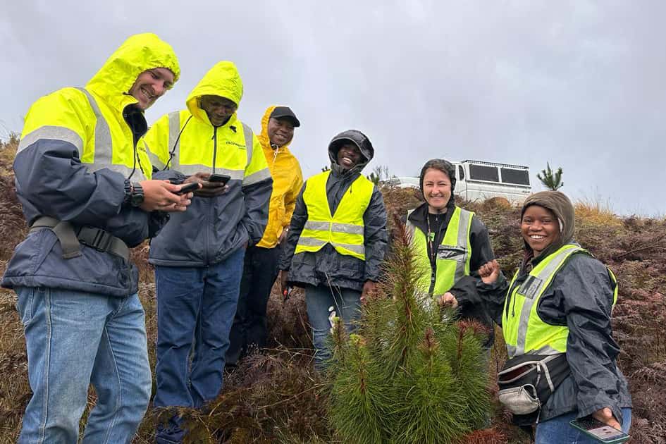 Moving from young eucalypts to young pine for the National Forest Pest and Pathogen Surveillance str