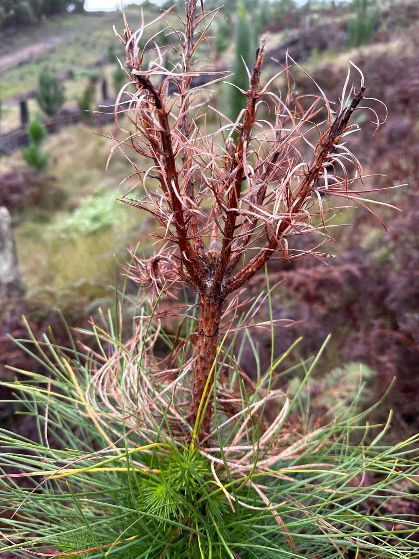 Moving from young eucalypts to young pine for the National Forest Pest and Pathogen Surveillance str
