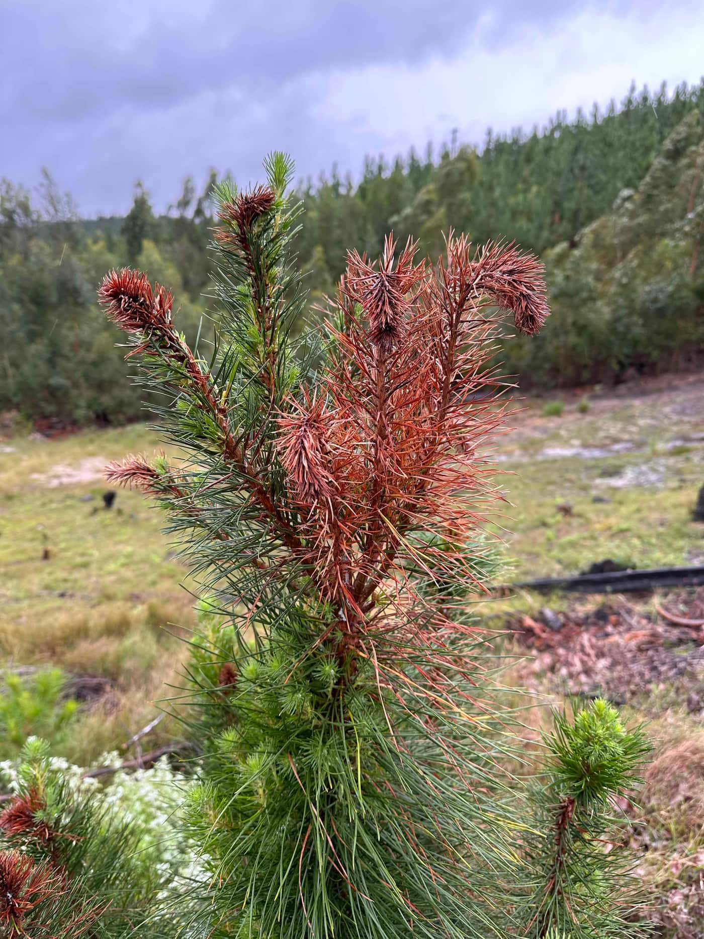 Moving from young eucalypts to young pine for the National Forest Pest and Pathogen Surveillance str