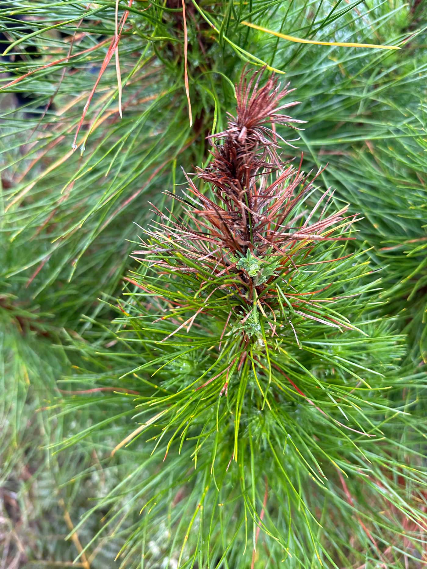 Moving from young eucalypts to young pine for the National Forest Pest and Pathogen Surveillance str