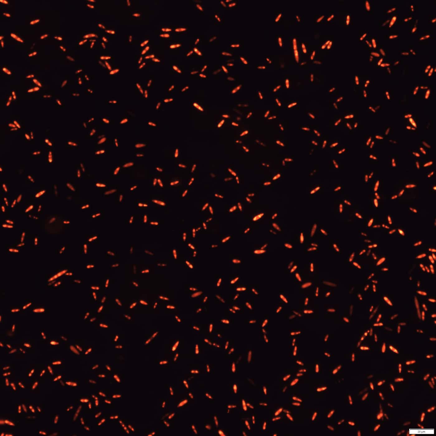 FABI organised the first “Agrobacterium mediated transformation of spore producing fungi” workshop