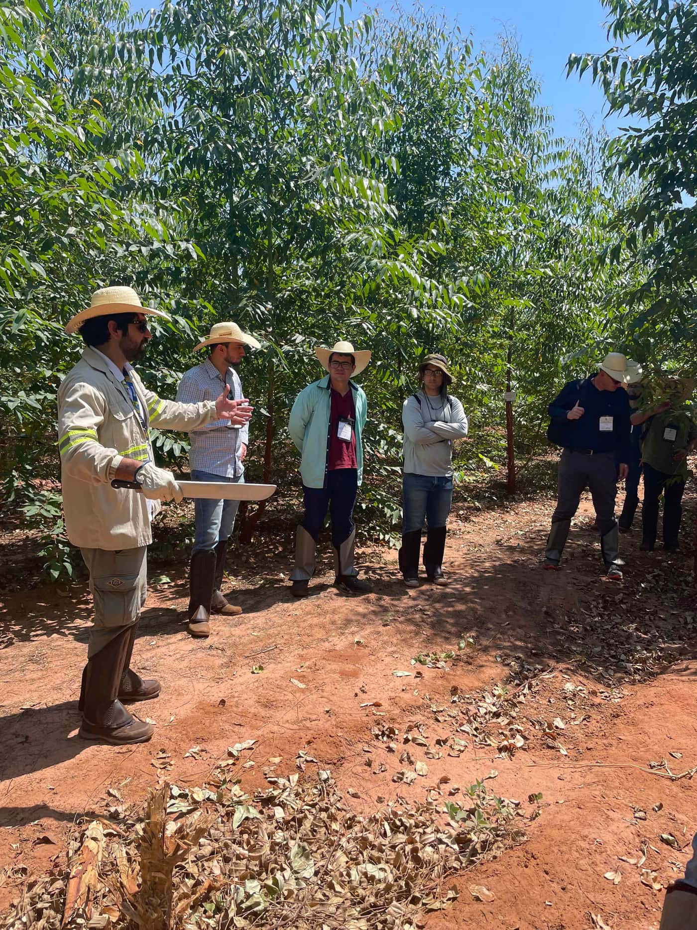FABIans attend IUFRO Working Group meeting on Southern Hemisphere plantation health