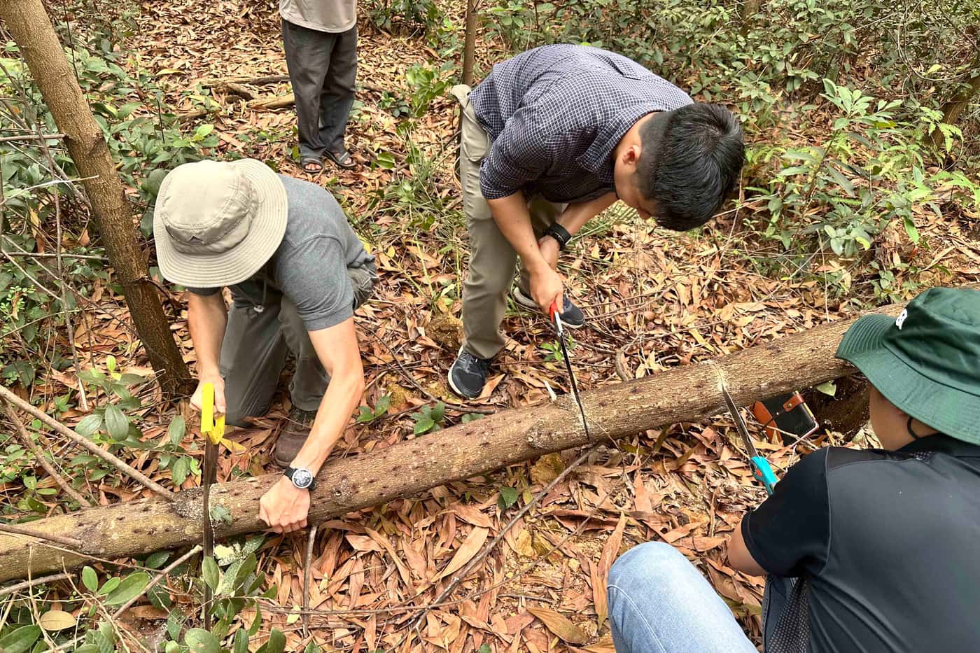 FABians visit central Vietnam to search for a potential biocontrol agent for PSHB