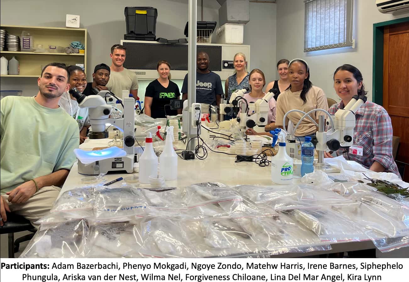 Isolation jamboree for <i>Elsinoe masingae</i>, a new pathogen of <i>Eucalyptus</i> in South Africa
