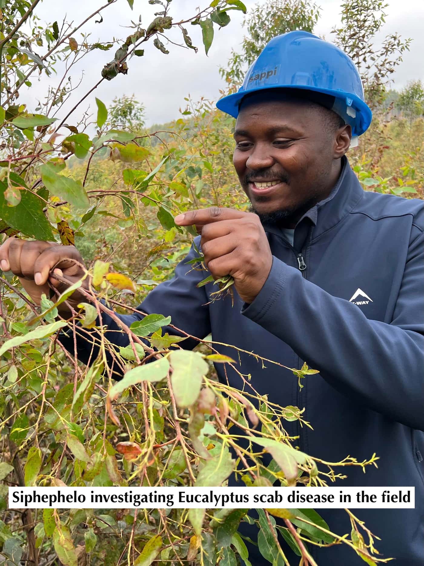 Isolation jamboree for <i>Elsinoe masingae</i>, a new pathogen of <i>Eucalyptus</i> in South Africa