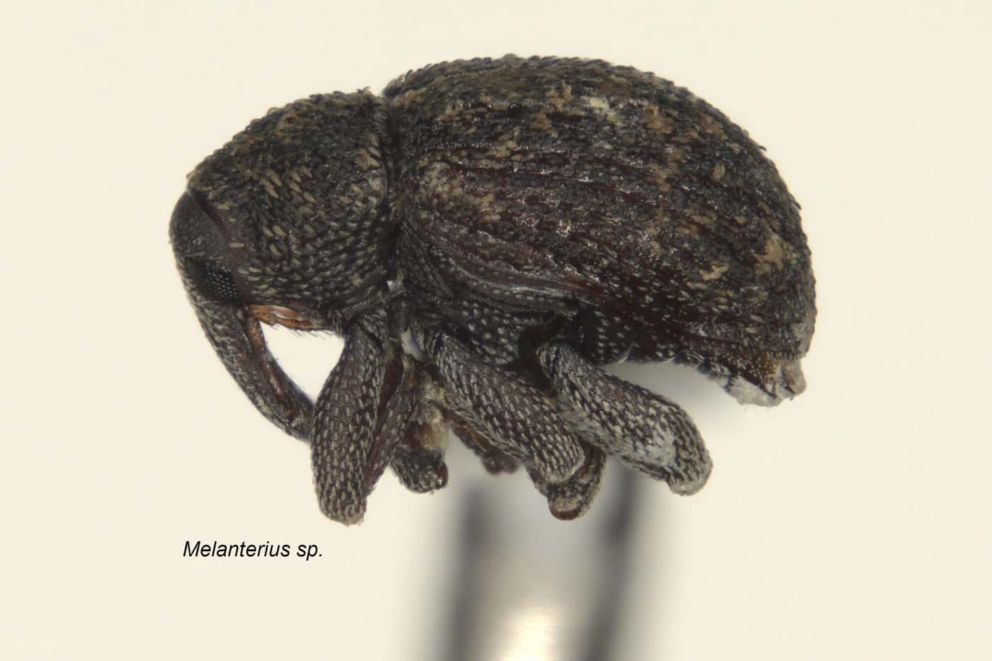 Two new Wattle pests detected