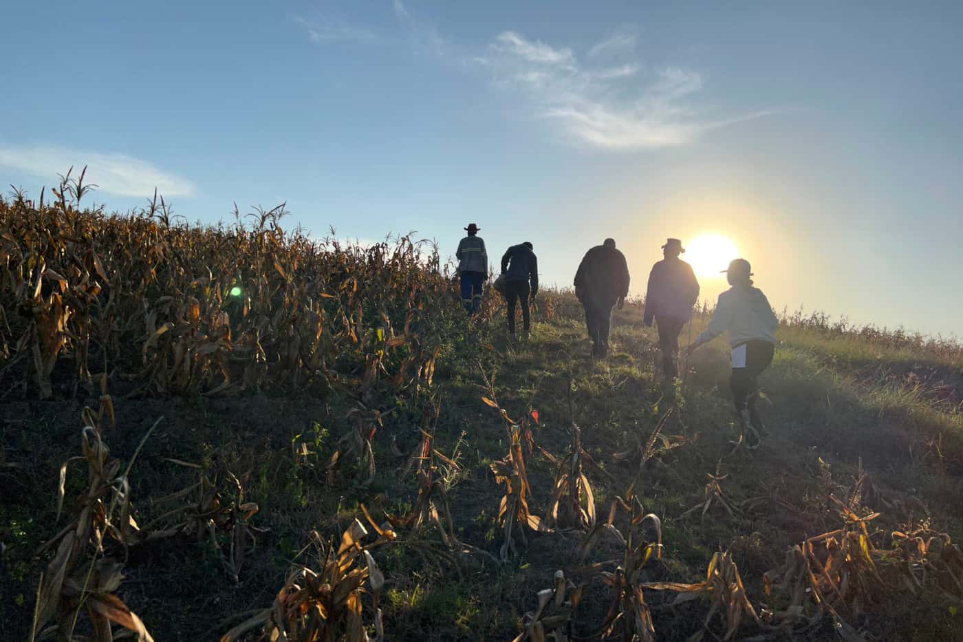 Collecting maize ear rots in the Eastern Cape