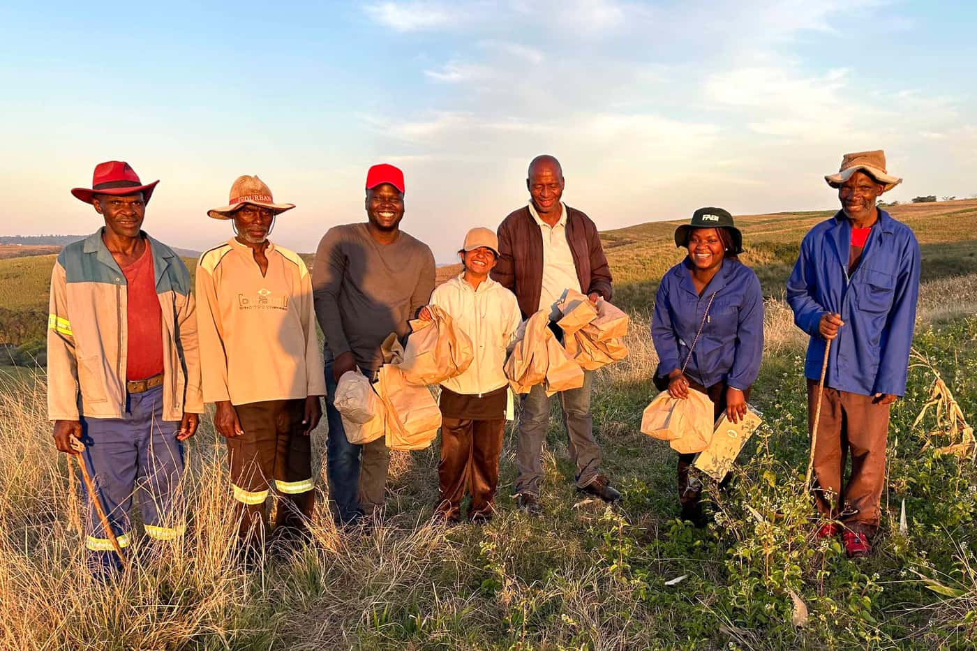 Collecting maize ear rots in the Eastern Cape