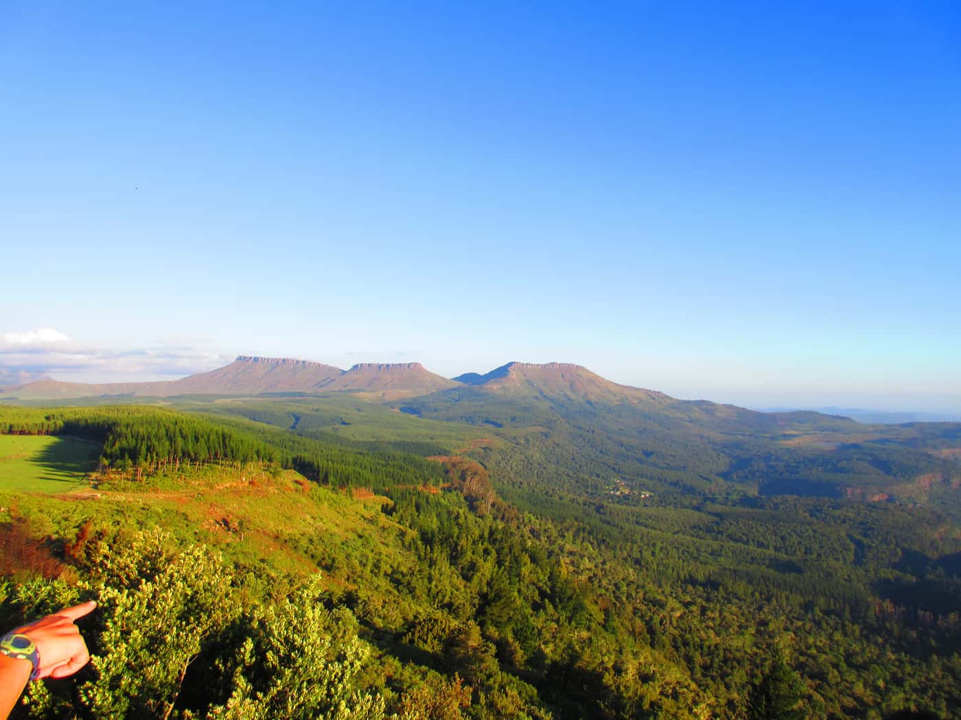 Sirex International Collaborative Project continues at Hogsback